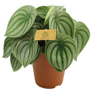 Peperomia argyreia 15/25 Plants Almost Paradise Berlin